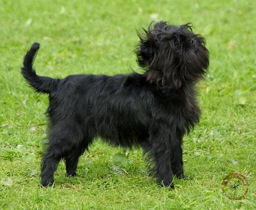 Affenpinscher 9R095D-092.JPG